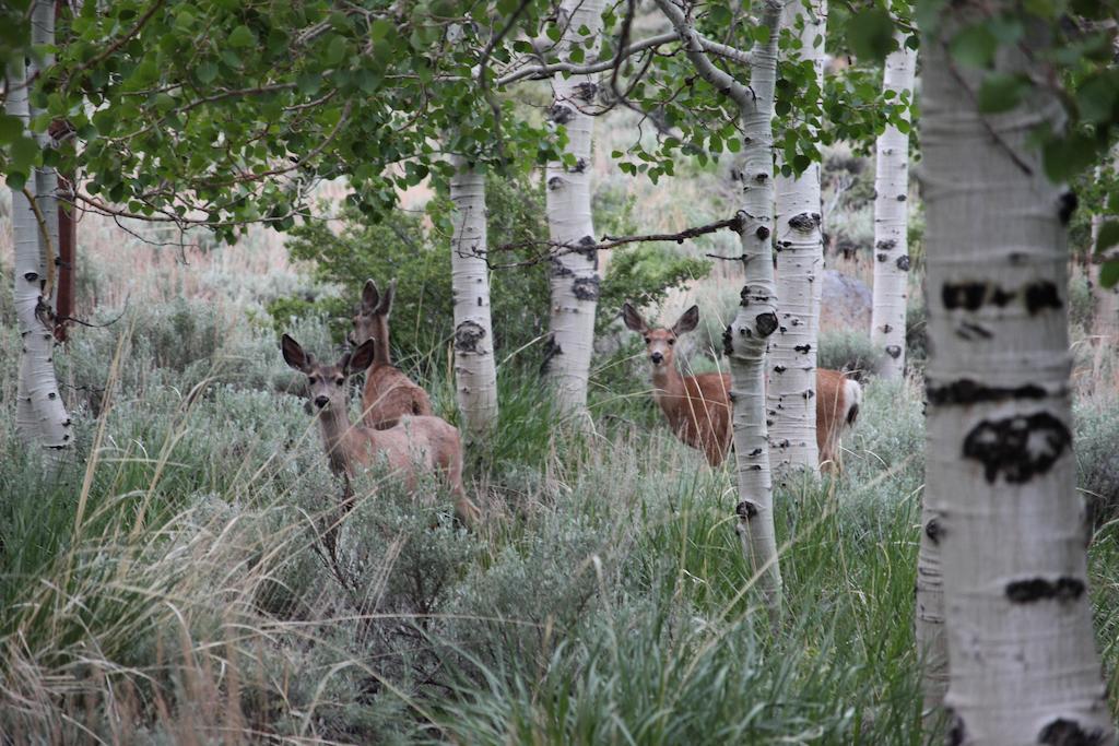 Convict Lake Resort Mammoth Lakes Ngoại thất bức ảnh
